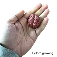 Load image into Gallery viewer, Extra Large Swell Polymer - Brain