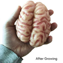 Load image into Gallery viewer, Extra Large Swell Polymer - Brain