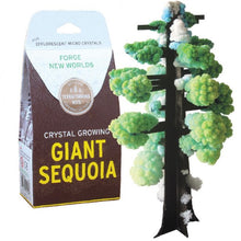 Load image into Gallery viewer, Crystal Growing Giant Sequoia